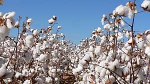 cotton